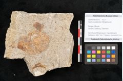 Foto (Objekt + Etikett) von Quercus palaeoilex Ettingshausen (NHMW-GEO-2024-0188-6378)